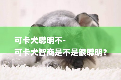 可卡犬聰明不-
可卡犬智商是不是很聰明？