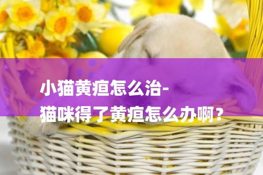 小貓黃疸怎么治-
貓咪得了黃疸怎么辦啊？