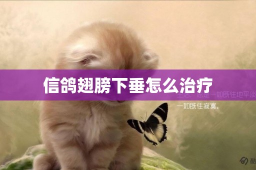 信鴿翅膀下垂怎么治療