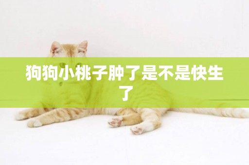 狗狗小桃子腫了是不是快生了