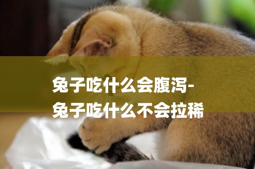 兔子吃什么會腹瀉-
兔子吃什么不會拉稀