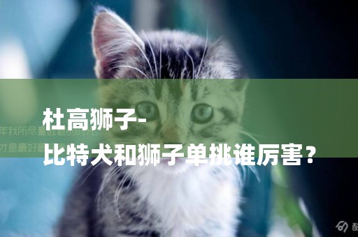杜高獅子-
比特犬和獅子單挑誰厲害？