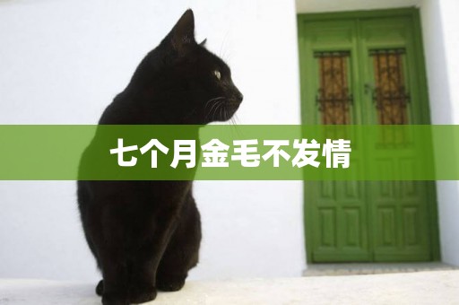七個月金毛不發情