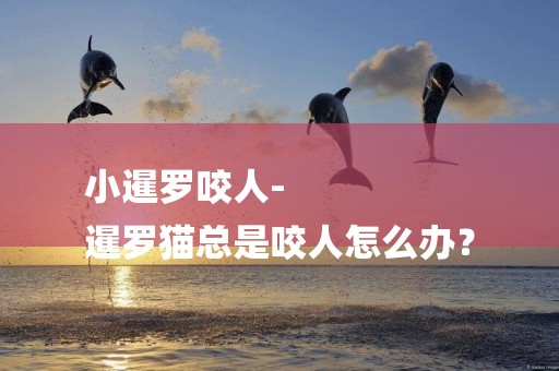 小暹羅咬人-
暹羅貓總是咬人怎么辦？