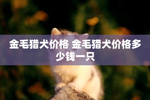 金毛獵犬價格 金毛獵犬價格多少錢一只