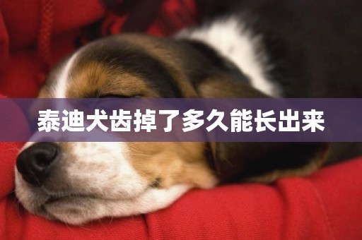 泰迪犬齒掉了多久能長出來