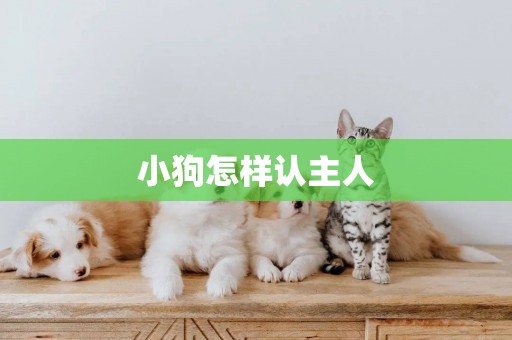 小狗怎樣認主人
