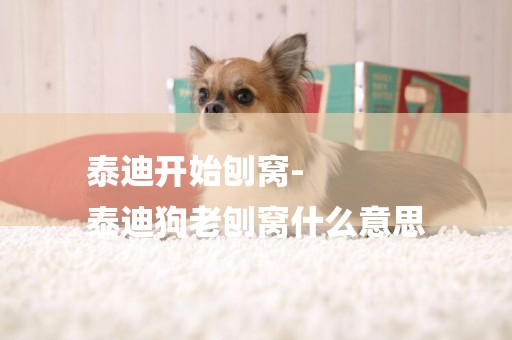 泰迪開始刨窩-
泰迪狗老刨窩什么意思