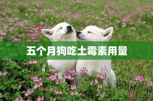 五個月狗吃土霉素用量