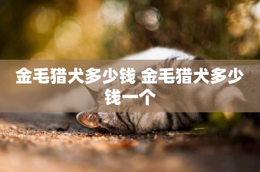 金毛獵犬多少錢 金毛獵犬多少錢一個