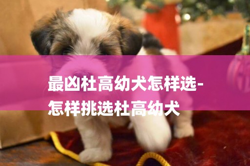 最兇杜高幼犬怎樣選-
怎樣挑選杜高幼犬
