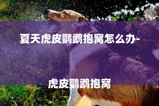 夏天虎皮鸚鵡抱窩怎么辦-
虎皮鸚鵡抱窩