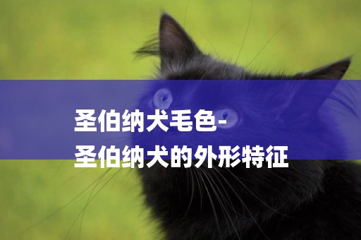 圣伯納犬毛色-
圣伯納犬的外形特征