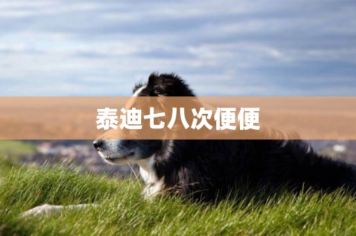 泰迪七八次便便
