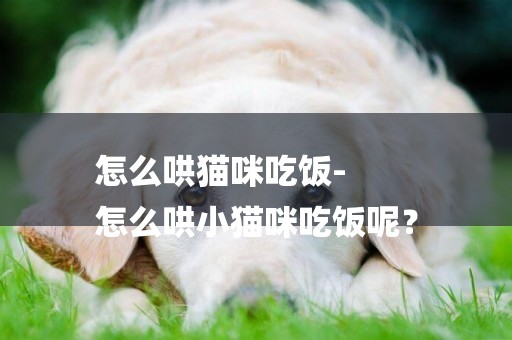 怎么哄貓咪吃飯-
怎么哄小貓咪吃飯呢？