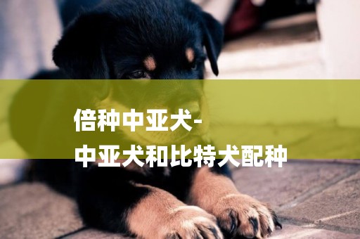 倍種中亞犬-
中亞犬和比特犬配種