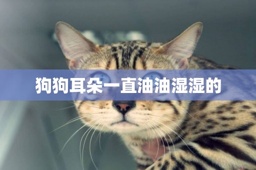 狗狗耳朵一直油油濕濕的