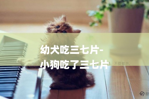 幼犬吃三七片-
小狗吃了三七片