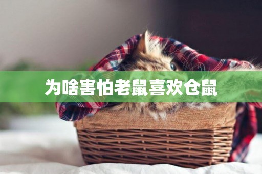 為啥害怕老鼠喜歡倉鼠