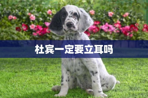 杜賓一定要立耳嗎