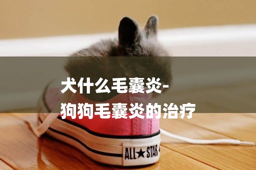 犬什么毛囊炎-
狗狗毛囊炎的治療