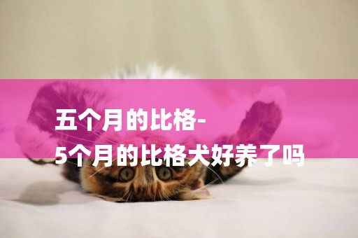 五個月的比格-
5個月的比格犬好養了嗎