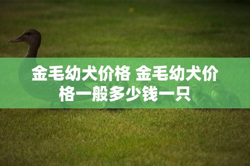 金毛幼犬價格 金毛幼犬價格一般多少錢一只
