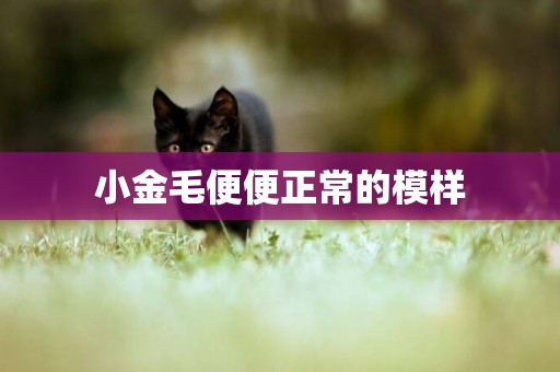 小金毛便便正常的模樣