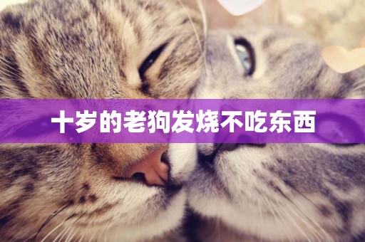 十歲的老狗發燒不吃東西