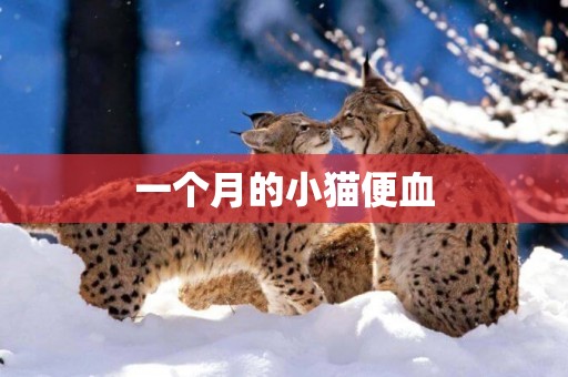 一個月的小貓便血
