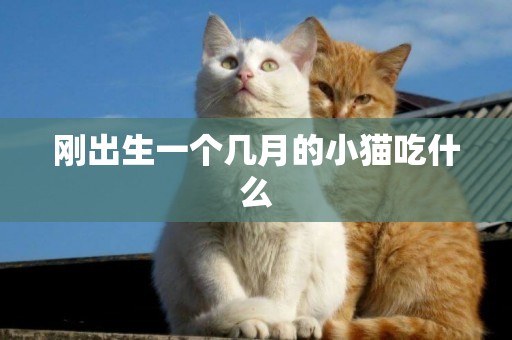剛出生一個幾月的小貓吃什么