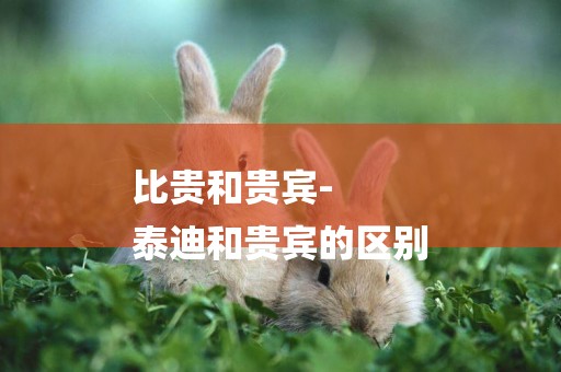 比貴和貴賓-
泰迪和貴賓的區別