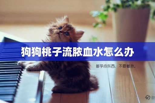 狗狗桃子流膿血水怎么辦
