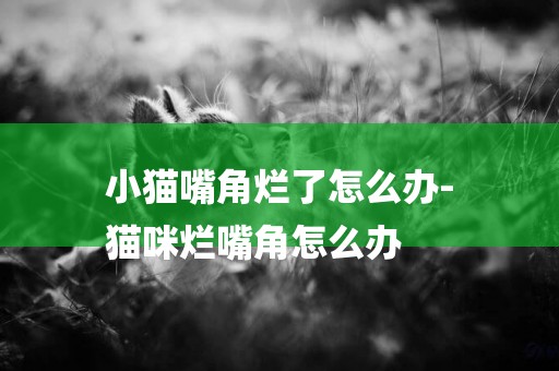 小貓嘴角爛了怎么辦-
貓咪爛嘴角怎么辦