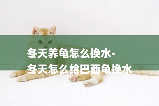冬天養龜怎么換水-
冬天怎么給巴西龜換水