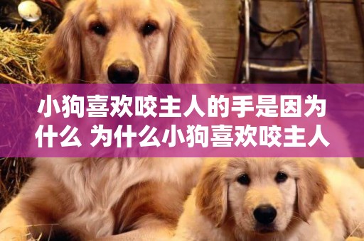 小狗喜歡咬主人的手是因為什么 為什么小狗喜歡咬主人