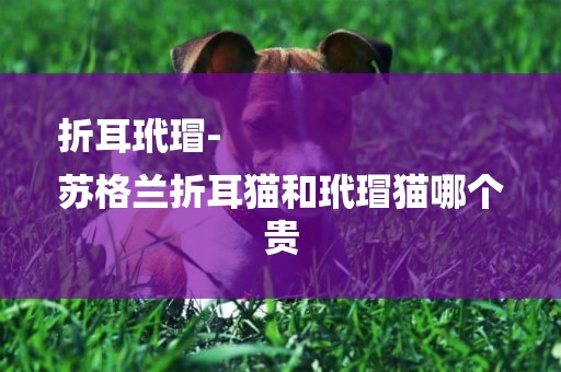 折耳玳瑁-
蘇格蘭折耳貓和玳瑁貓哪個貴