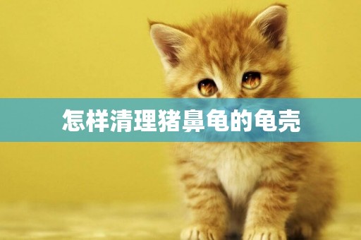 怎樣清理豬鼻龜的龜殼