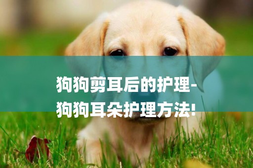 狗狗剪耳后的護理-
狗狗耳朵護理方法!