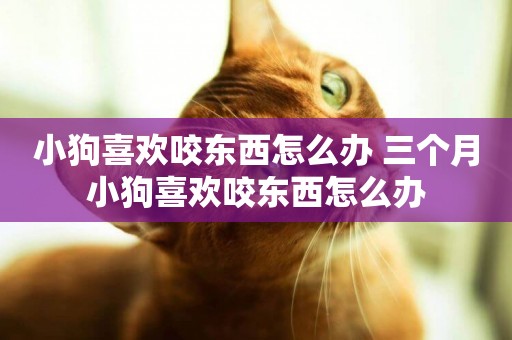 小狗喜歡咬東西怎么辦 三個月小狗喜歡咬東西怎么辦