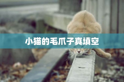 小貓的毛爪子真填空