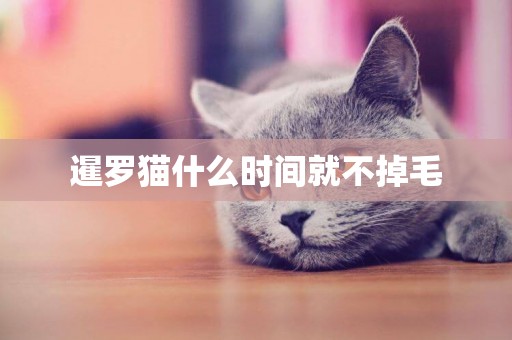 暹羅貓什么時間就不掉毛