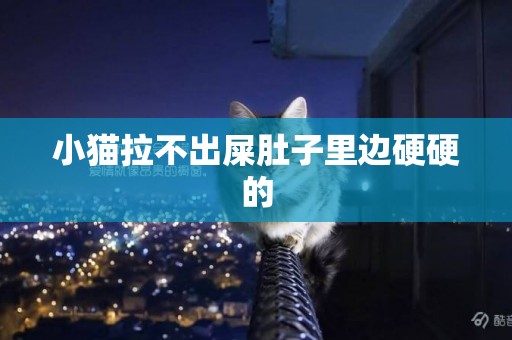 小貓拉不出屎肚子里邊硬硬的