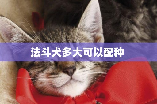 法斗犬多大可以配種 