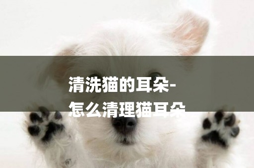 清洗貓的耳朵-
怎么清理貓耳朵
