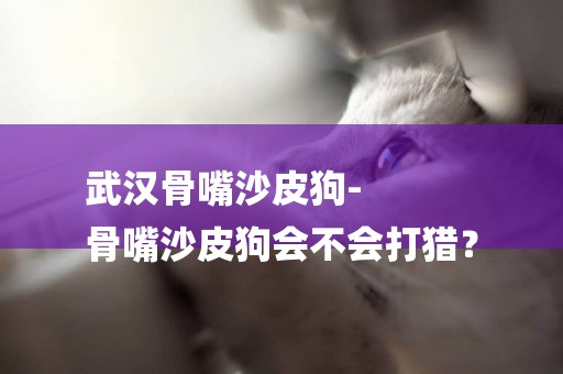 武漢骨嘴沙皮狗-
骨嘴沙皮狗會不會打獵？