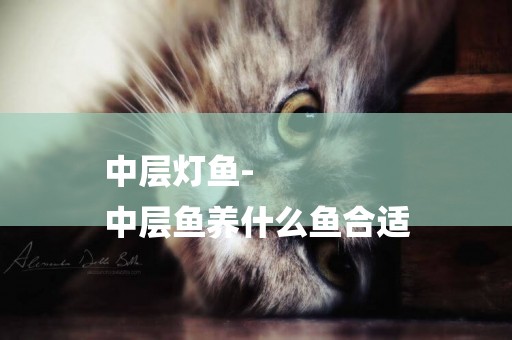 中層燈魚-
中層魚養什么魚合適
