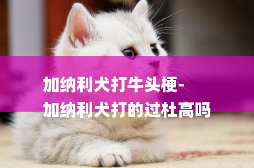 加納利犬打牛頭梗-
加納利犬打的過杜高嗎