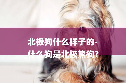北極狗什么樣子的-
什么狗是北極熊狗？