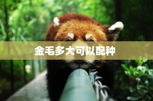 金毛多大可以配種 